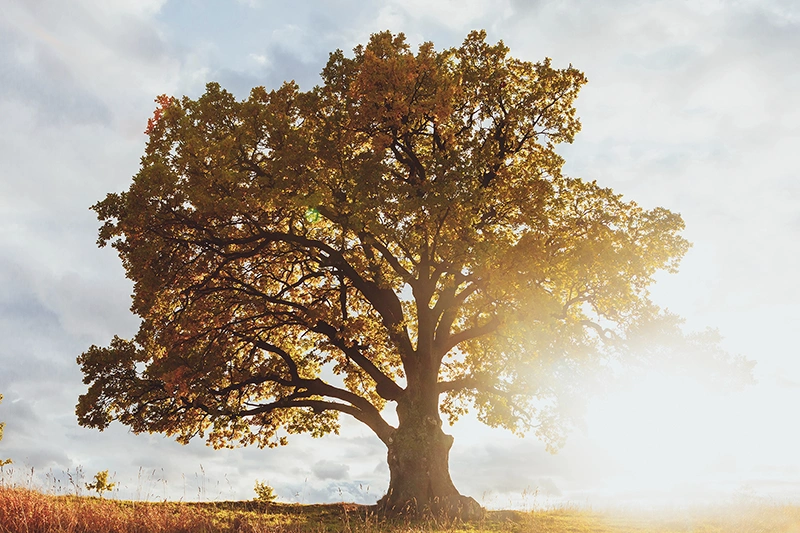 A majestic oak tree stands in the sunlight